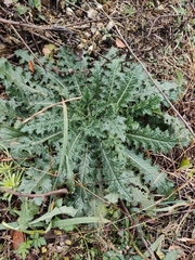 Cirsium japonicum