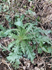 Cirsium japonicum