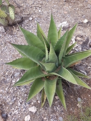 Agave asperrima