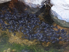 Phrynomantis annectens