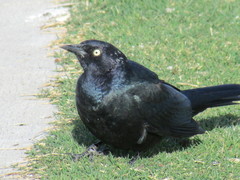 Euphagus cyanocephalus