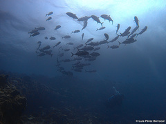 Caranx sexfasciatus