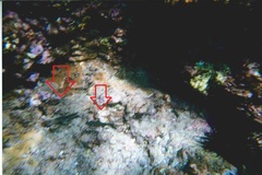 Stethojulis balteata