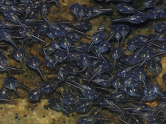 Phrynomantis annectens