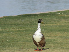 Anas platyrhynchos domesticus