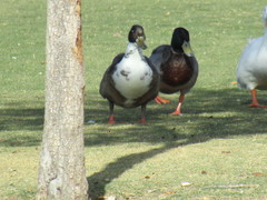 Anas platyrhynchos domesticus