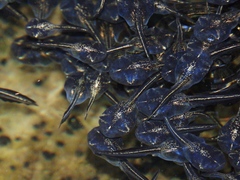 Phrynomantis annectens