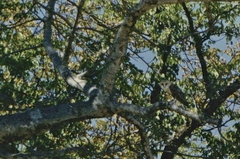 Tyto alba poensis