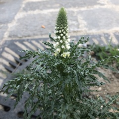 Reseda alba