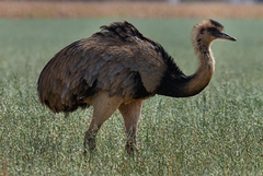 Greater Rhea photo 3