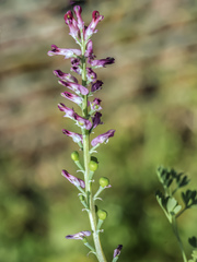 Fumaria officinalis officinalis