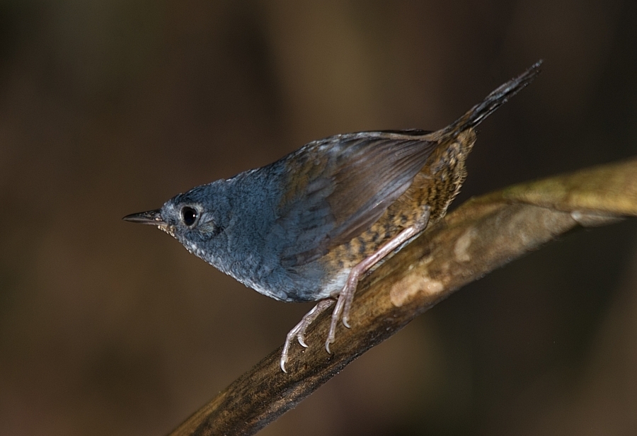 White-breasted Tapaculo photo