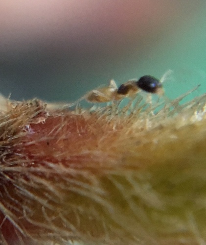 Photo of Ghost Ant (Tapinoma melanocephalum)