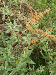 Buddleja davidii