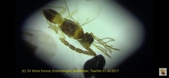 Eulophidae