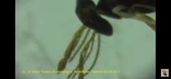 Eulophidae