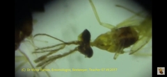 Eulophidae