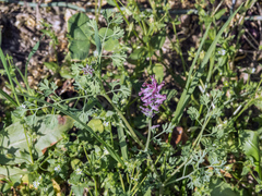 Fumaria officinalis officinalis