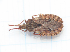Aradus conspicuus