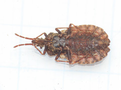 Aradus conspicuus