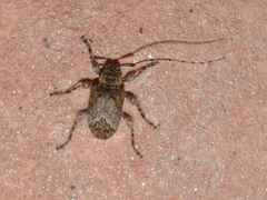 Trichalphus pilosus