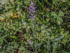 Fumaria officinalis officinalis