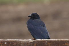 Corvus imparatus