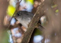 Scytalopus novacapitalis