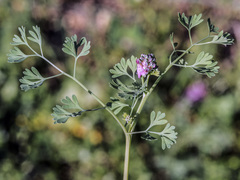 Fumaria officinalis officinalis