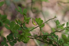 Hippocrepis emerus emerus