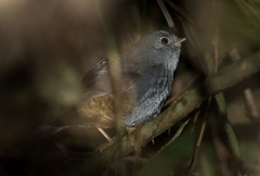 Scytalopus petrophilus