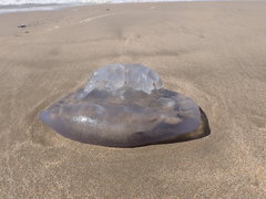 Eupilema inexpectata