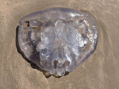 Eupilema inexpectata