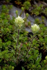 Castilleja parviflora albida