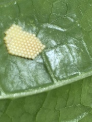 Pterygota