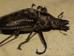 Sphaenognathus giganteus