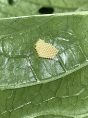 Pterygota