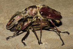 Sphaenognathus giganteus