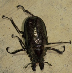 Sphaenognathus giganteus