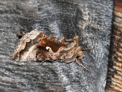 Autographa pseudogamma