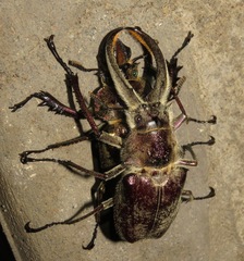 Sphaenognathus giganteus