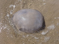 Eupilema inexpectata