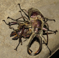 Sphaenognathus giganteus