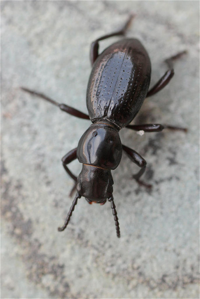 Mesostena