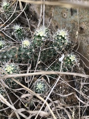 Echinocereus papillosus