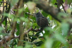 Scytalopus speluncae