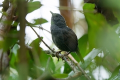 Scytalopus speluncae