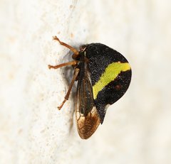 Smilia fasciata