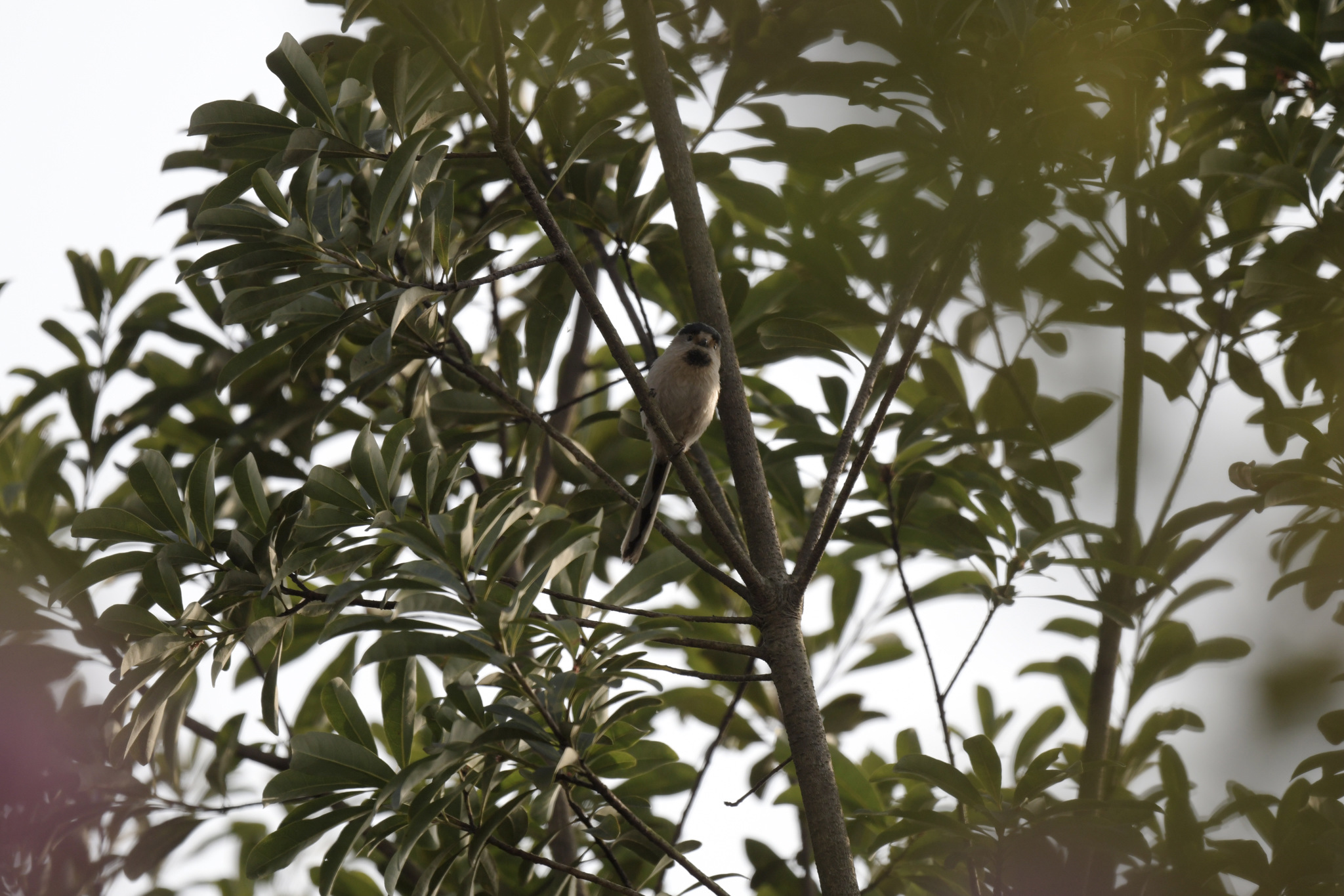 Silver-throated Bushtit