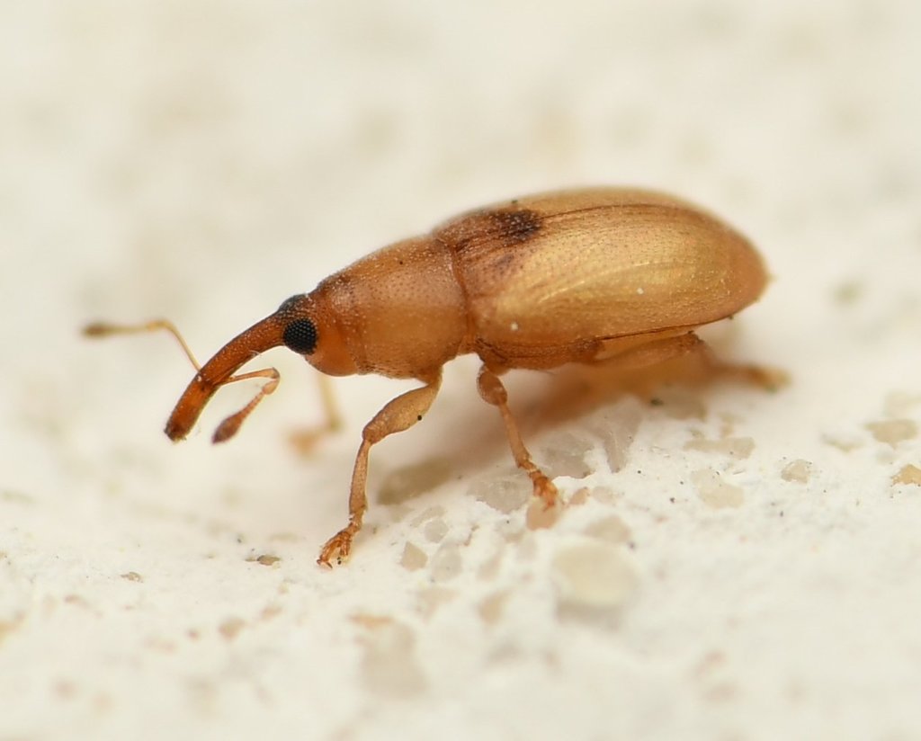 Notolomus basalis